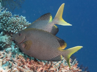 siganus stellatus